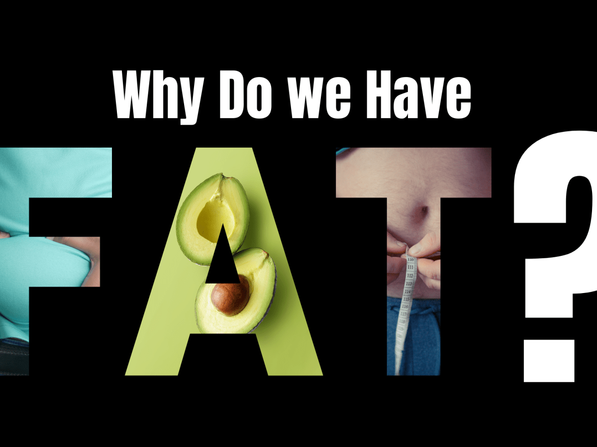 Why Do We Have&nbsp;Fat?